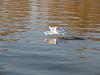 Click image for larger version. 

Name:	IMG_4717_1.JPG 
Views:	138 
Size:	110.3  
ID:	36949