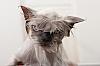 Click image for larger version. 

Name:	angry_wet_cat.jpg 
Views:	138 
Size:	24.9  
ID:	59603