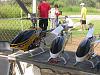 Click image for larger version. 

Name:	IMG_0460 (Copy).JPG 
Views:	131 
Size:	177.6  
ID:	75625