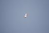 Click image for larger version. 

Name:	מפגן טיסנים בעי&#1.jpg 
Views:	64 
Size:	278.6  
ID:	86346